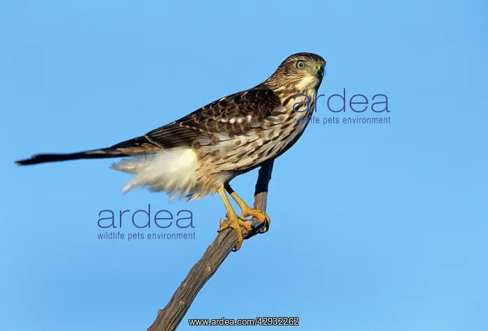  : Cooper's Hawk - Junvenile on branch