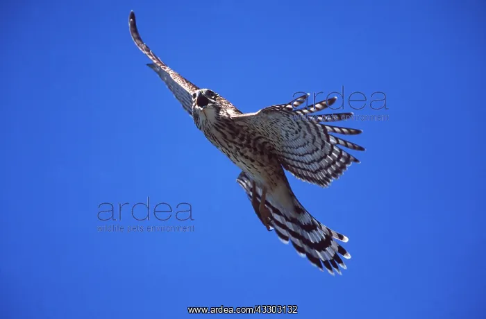 : COOPER'S HAWK - Juvenile in flight : COOPER'S HAWK - Juvenile in flight