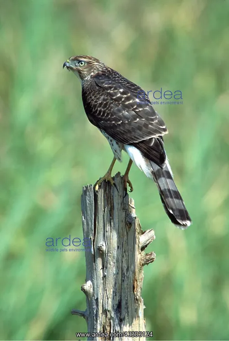  : COOPER'S HAWK - on post