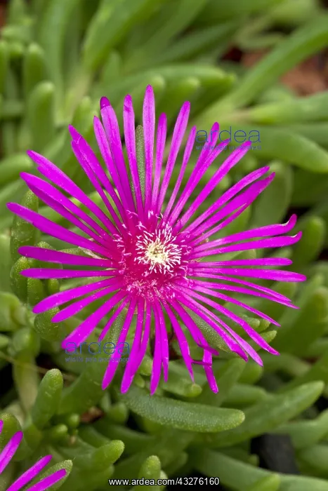 : Cooper's ice plant (Delosperma cooperi) : Cooper's ice plant (Delosperma cooperi)