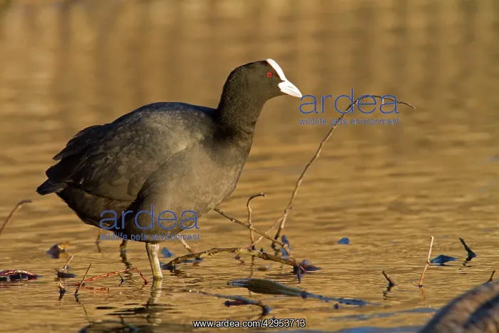 : Coot - adult bird resting on one leg at the side of a lake : Coot - adult bird resting on one leg at the side of a lake