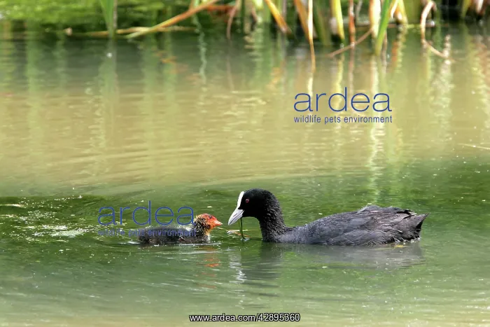 : Coot - adult with chick : Coot - adult with chick