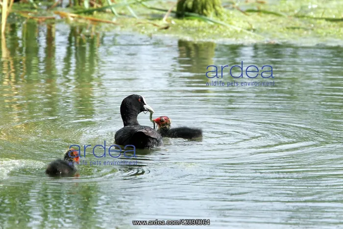 : Coot - adult with chick : Coot - adult with chick