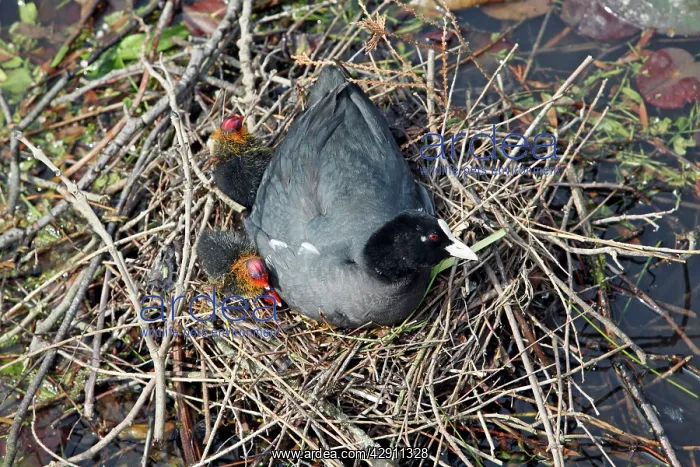 : Coot - adult wth chicks at nest : Coot - adult wth chicks at nest