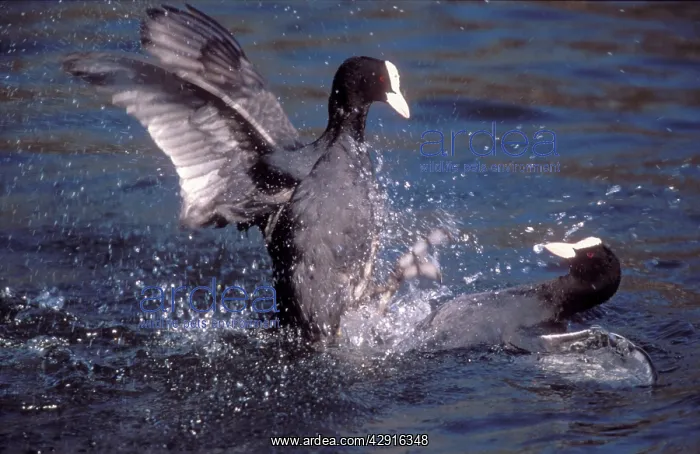 : COOT - two birds fighting in water over territory : COOT - two birds fighting in water over territory