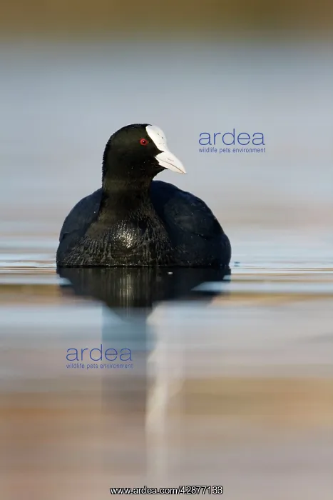 : Coot - Bowesfield Nature Reserve : Coot - Bowesfield Nature Reserve