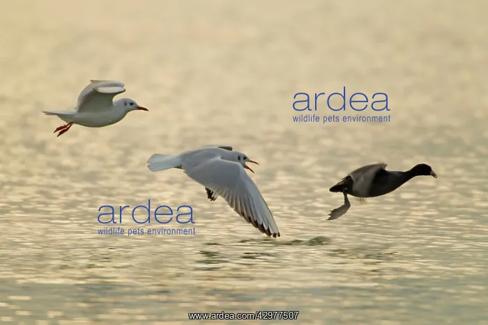 : Coot being chased by Black-headed Gull (Larus ridibundus) : Coot being chased by Black-headed Gull (Larus ridibundus)