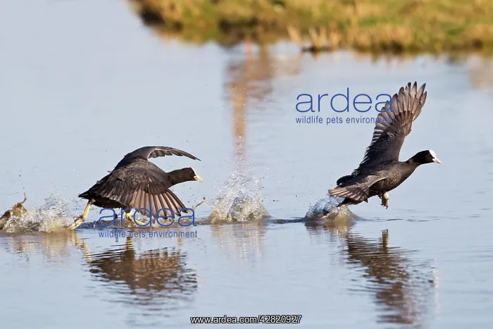 : Coot - chasing across water : Coot - chasing across water