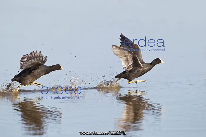 : Coot - two chasing across water : Coot - two chasing across water