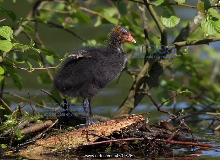  : Coot chick standing next to nest site