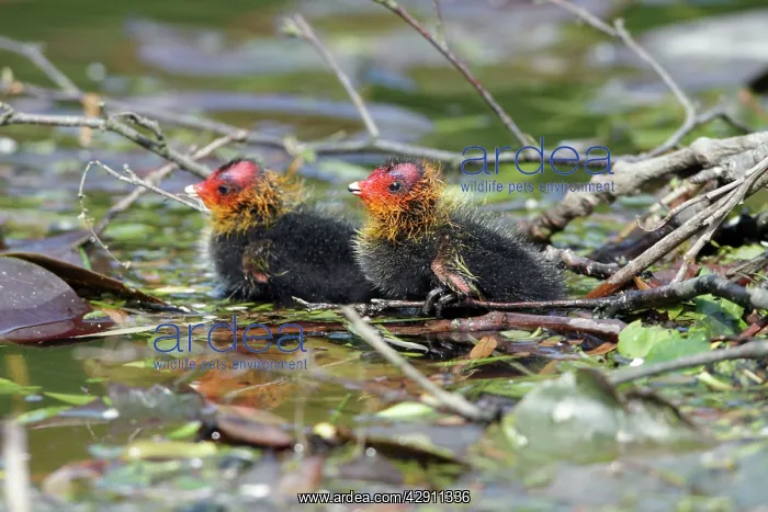 : Coot - two chicks at nest edge : Coot - two chicks at nest edge