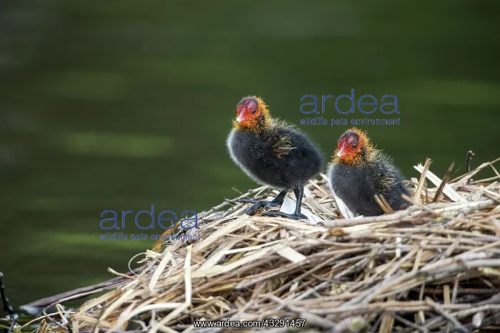 : Coot Chicks - on Nest - UK : Coot Chicks - on Nest - UK
