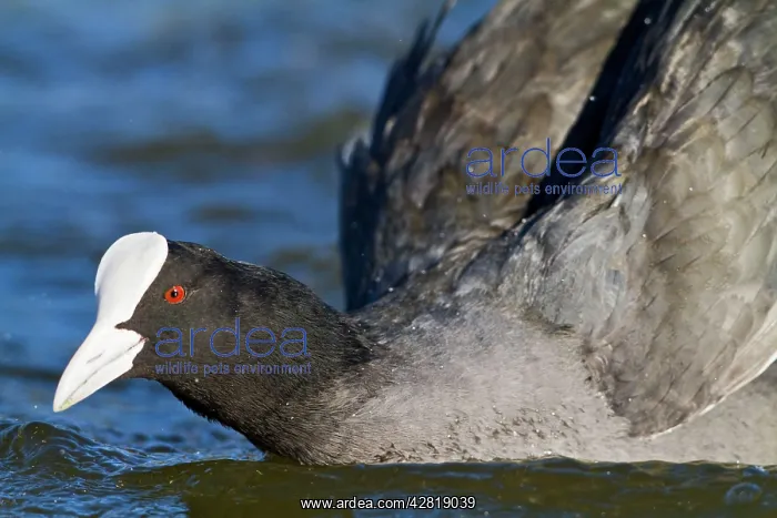 : Coot - close up on water : Coot - close up on water