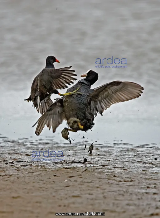 : Coot - Coot and Moorhen (gallinula chloropus) - fighting : Coot - Coot and Moorhen (gallinula chloropus) - fighting