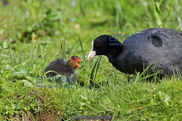 : Coot - Feeding chick : Coot - Feeding chick