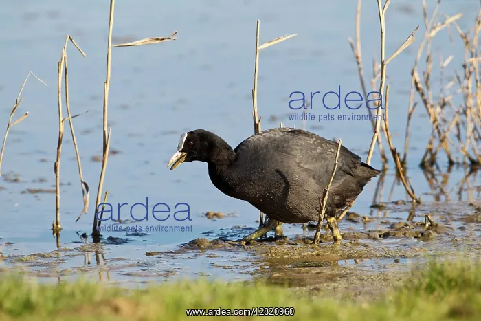 : Coot - feeding at waters edge : Coot - feeding at waters edge