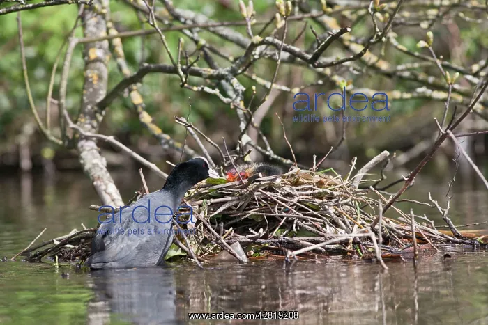  : Coot - feeding youngster on nest