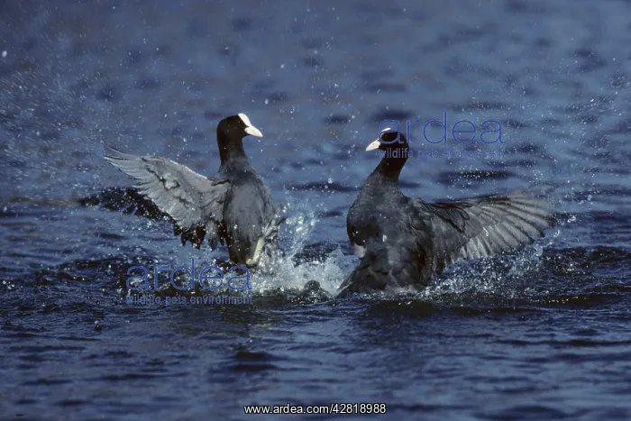 : Coot - fighting : Coot - fighting