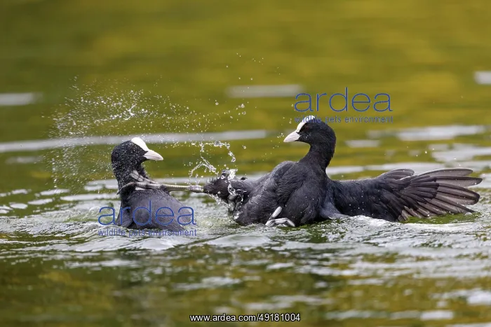  : Coot - Fighting - UK