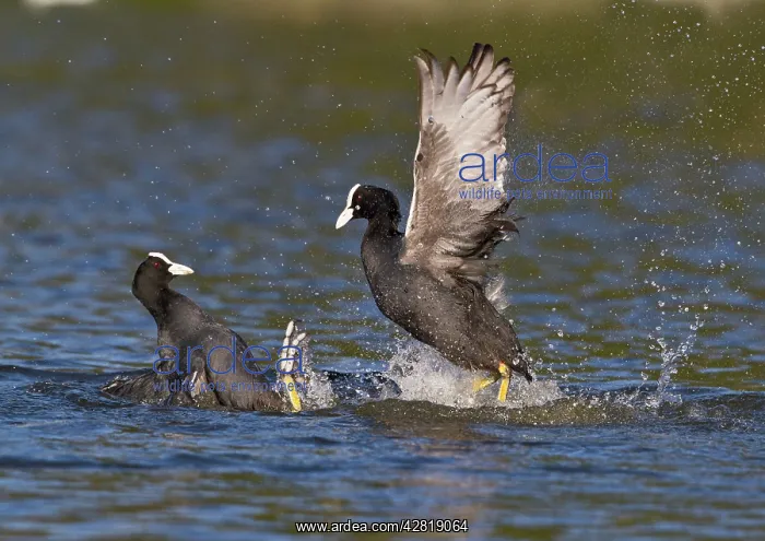 : Coot - two fighting on water : Coot - two fighting on water