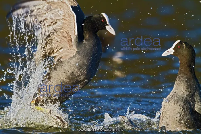 : Coot - two fighting on water : Coot - two fighting on water