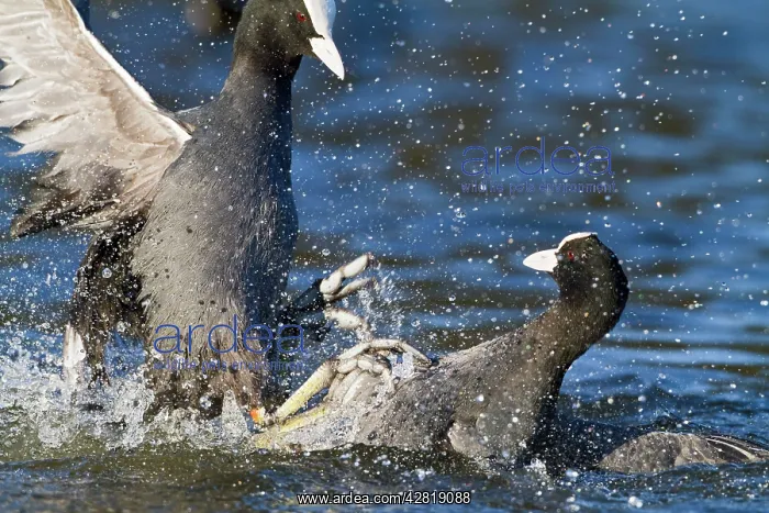 : Coot - two fighting on water : Coot - two fighting on water