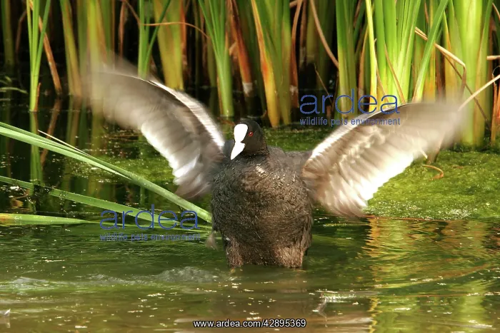 : Coot - flapping wings : Coot - flapping wings