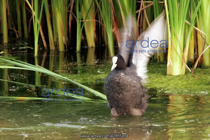 : Coot - flapping wings : Coot - flapping wings