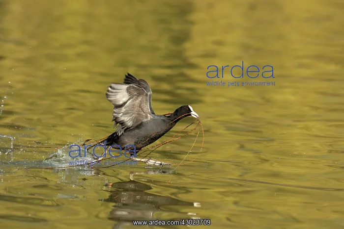  : Coot in flight taking off with nesting material