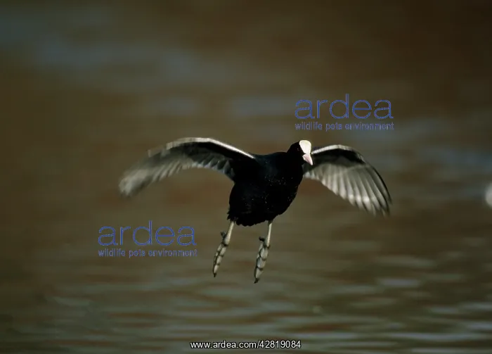 : Coot - flying across water : Coot - flying across water