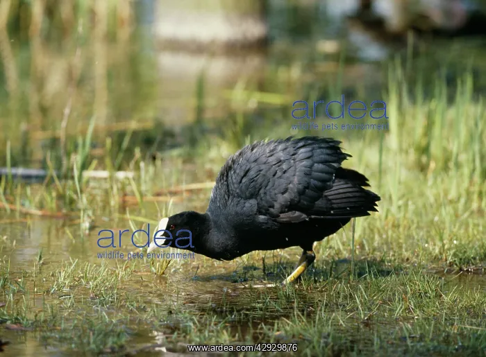  : COOT (Fulica atra)