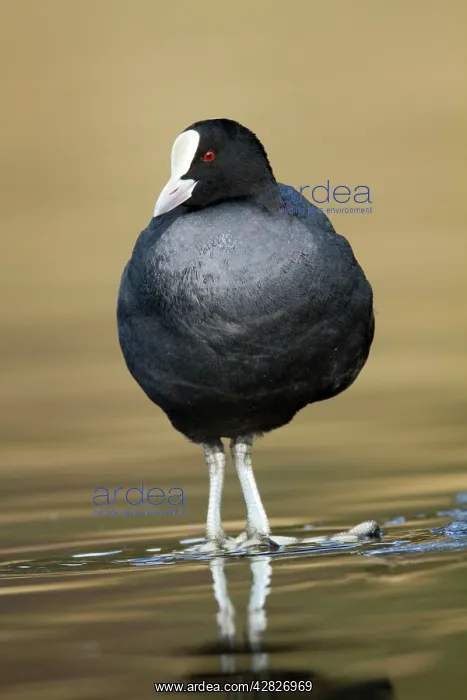  : Coot (Fulica atra). Cornwall - UK