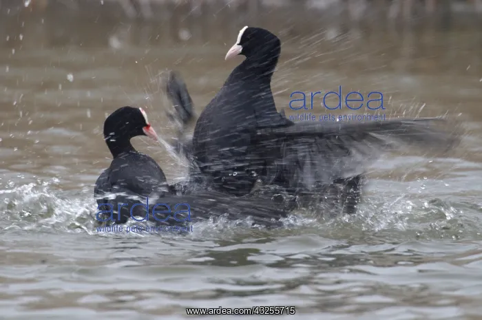 : Coot (Fulica atra) pair fighting, Schagen, The : Coot (Fulica atra) pair fighting, Schagen, The