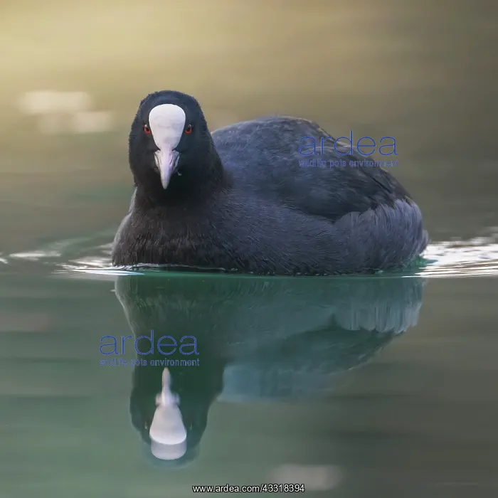 : Coot (Fulica atra) with reflection, Pordenone, Italy : Coot (Fulica atra) with reflection, Pordenone, Italy