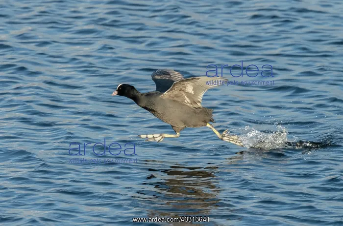 : Coot, Fulica atra, running on lake surface to at : Coot, Fulica atra, running on lake surface to at