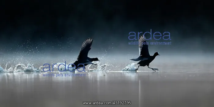 : Coot (Fulica atra) running on water to mark territory : Coot (Fulica atra) running on water to mark territory