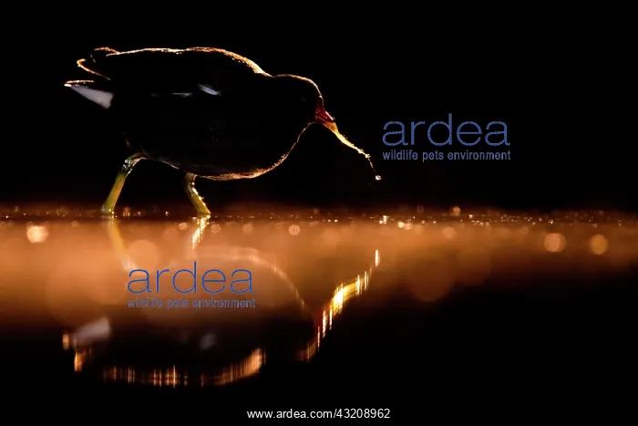 : Coot (Gallinula chloropus) in the lake at night. Slovakia : Coot (Gallinula chloropus) in the lake at night. Slovakia