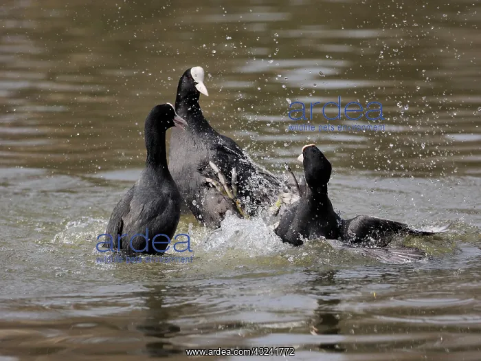 : Coot-group of them fighting for territory, Germany : Coot-group of them fighting for territory, Germany