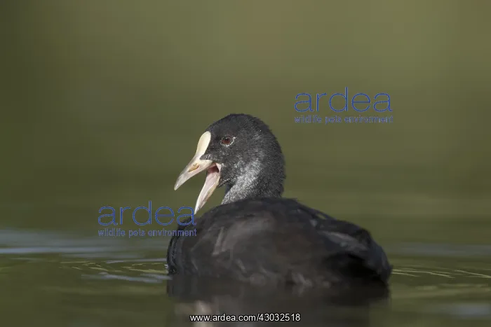  : Coot - Immature - Cornwall - UK