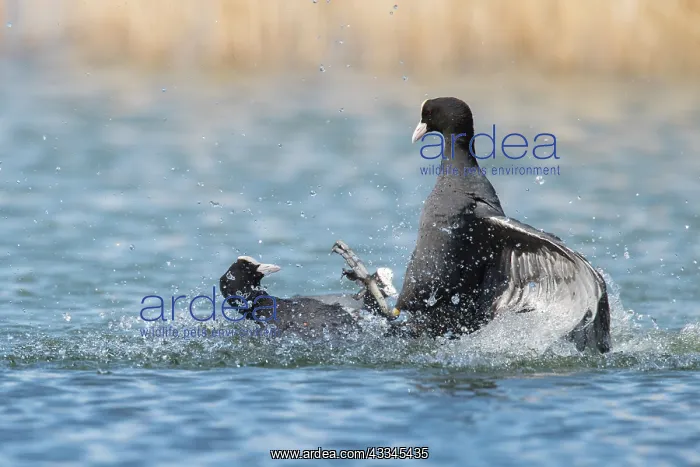 : Coot - two individuals fighting on water - Germany : Coot - two individuals fighting on water - Germany