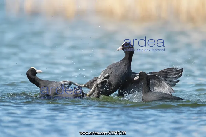 : Coot - two individuals fighting on water - Germany : Coot - two individuals fighting on water - Germany