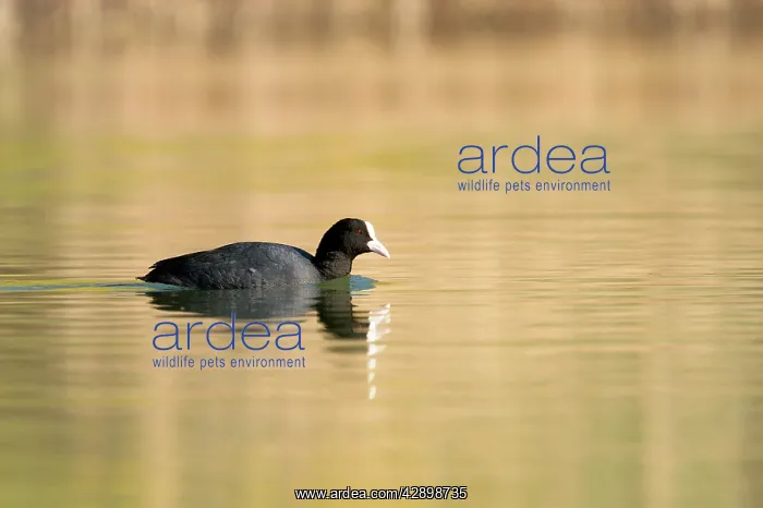  : Coot - Monieux Vaucluse