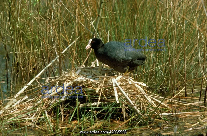  : Coot - at nest