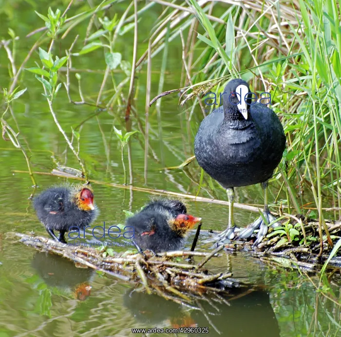 : Coot - with newly hatched chicks : Coot - with newly hatched chicks