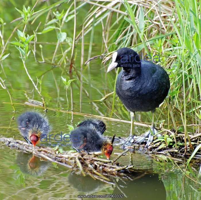  : Coot - with newly hatched chicks