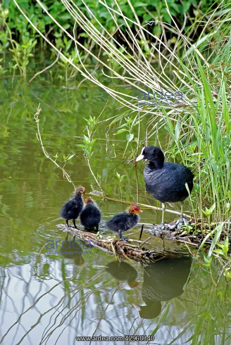 : Coot - with newly hatched chicks : Coot - with newly hatched chicks