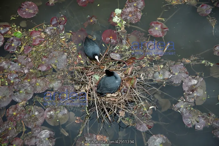 : Coot - pair at nest on lake : Coot - pair at nest on lake