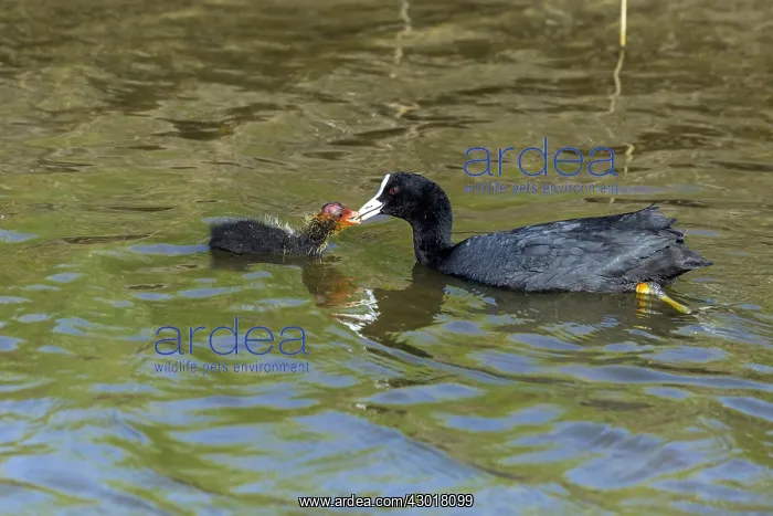: Coot - parent feeding chick on lake, Island of Texel : Coot - parent feeding chick on lake, Island of Texel