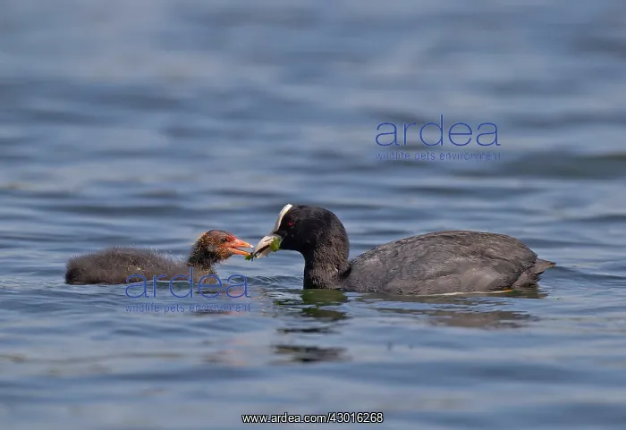  : Coot parent feeding chick pond weed