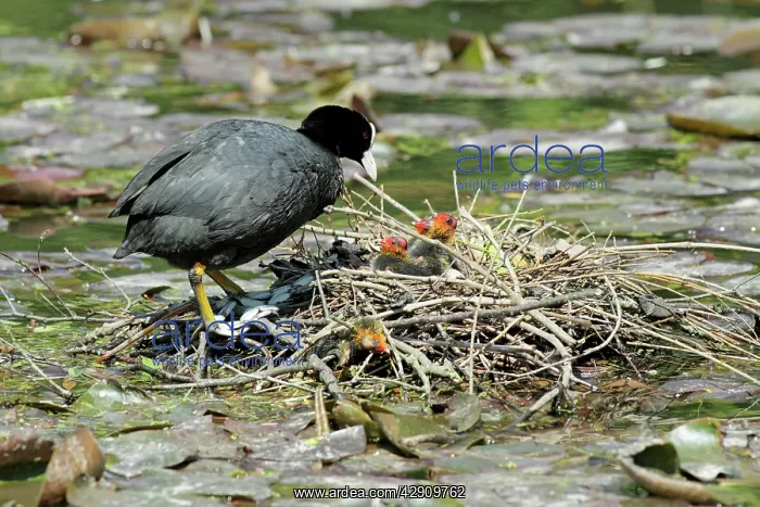 : Coot - parent at nest tending chicks : Coot - parent at nest tending chicks